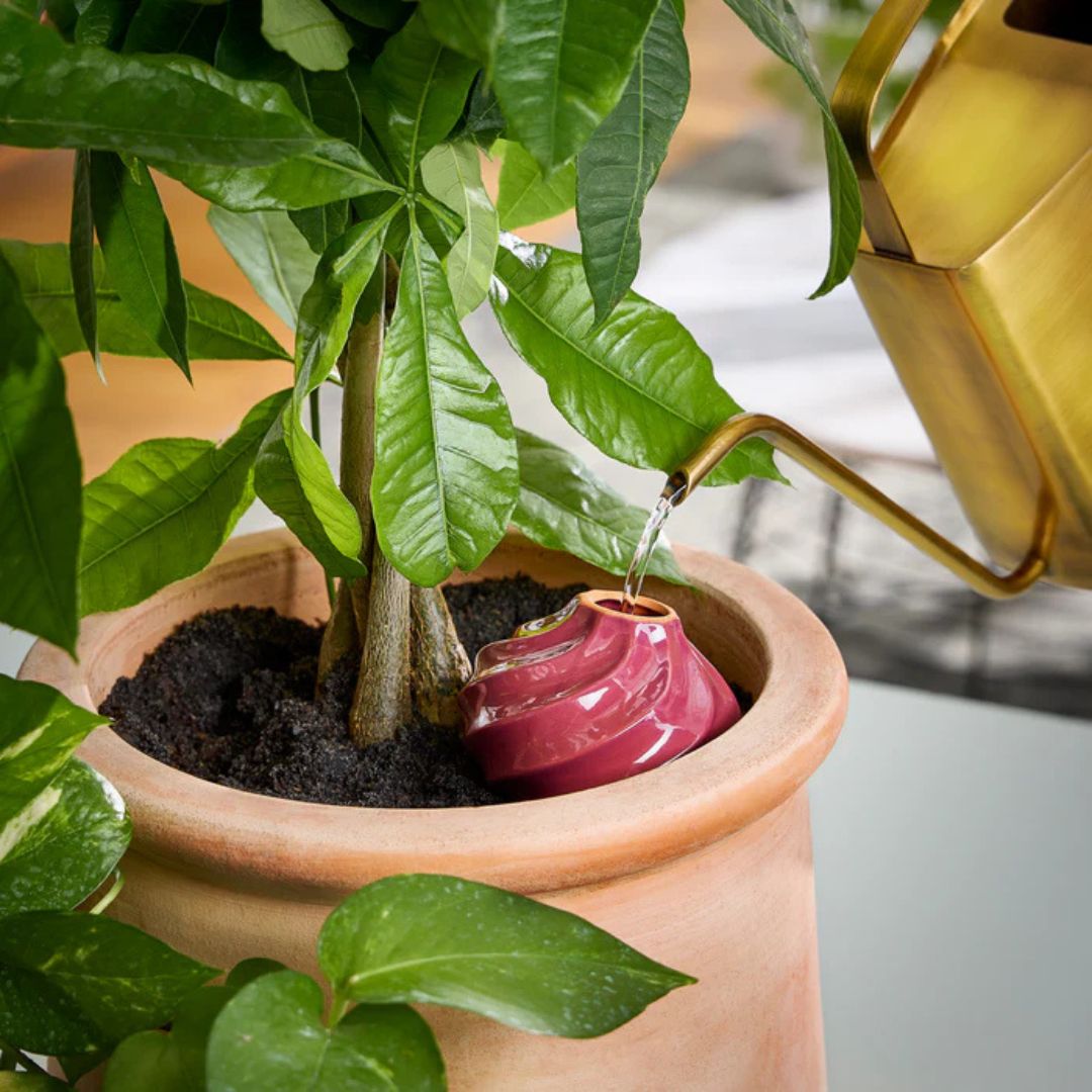 Terra Cotta Watering Bulb – Modern Sprout – Plum